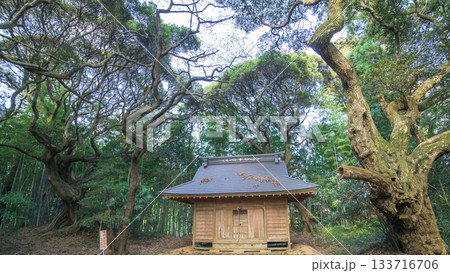 スダジイの老木に囲まれる天神社社殿　千葉県匝瑳市 133716706