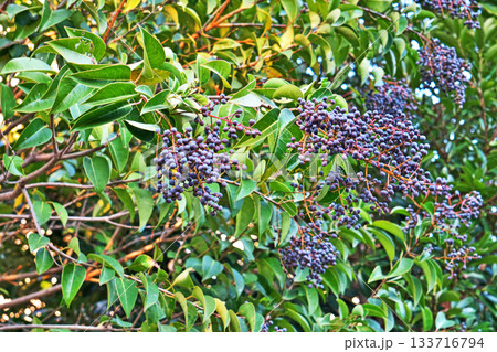 紺色のトウネズミモチの実（秋、十一月） 133716794