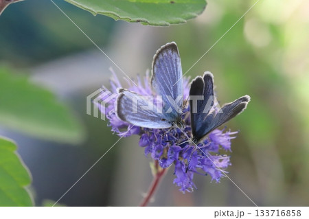 秋の庭に咲く紫色のダンギクの花の蜜を吸う2匹のヤマトシジミ蝶 133716858