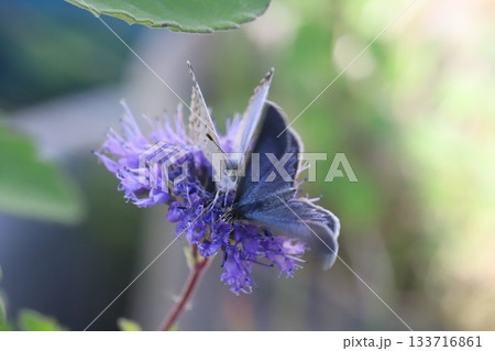 秋の庭に咲く紫色のダンギクの花の蜜を吸う2匹のヤマトシジミ蝶 133716861