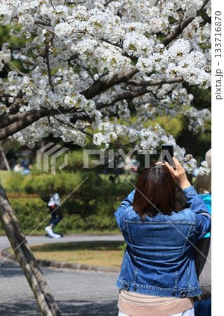 満開の桜をスマホで撮影　春イメージ　 133716870