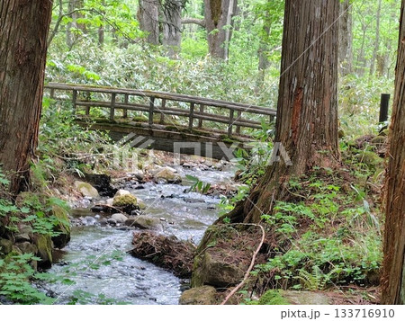 森の中の小さな橋 133716910