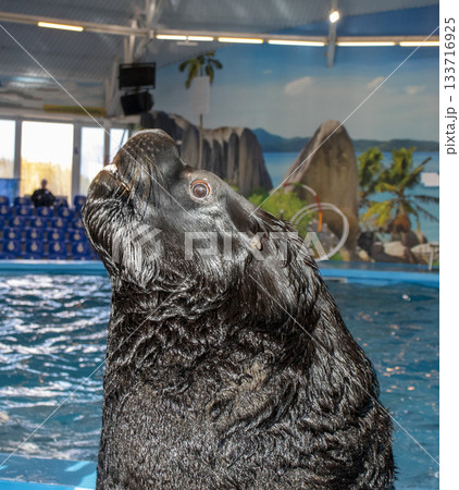 Sea lion entertaining the visitors at the dolphinarium 133716925