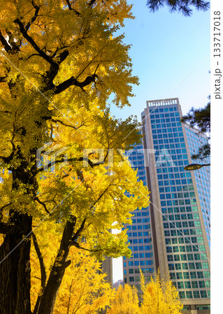 秋色に色づいた明洞の都市風景 133717018