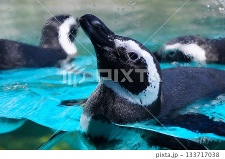 水中から顔を出すペンギン 133717038