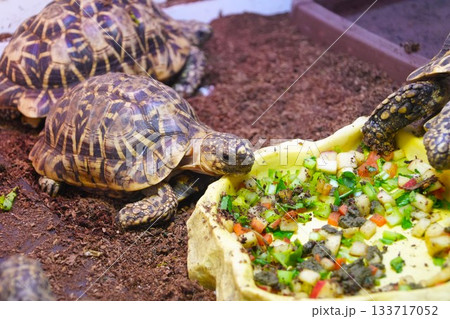 エサを食べる亀 エサを食べる亀 133717052