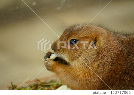餌を食べるプレーリードッグ 133717060