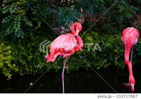 フラミンゴ 133717067