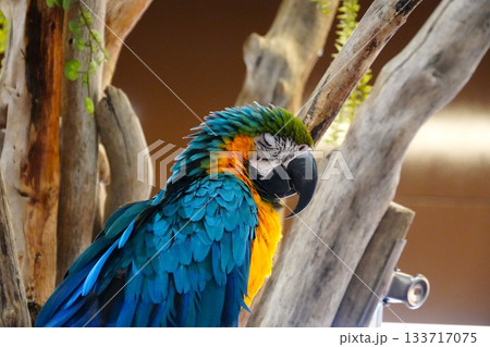 カラフルな鳥 133717075