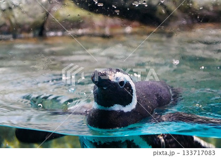 泳ぐペンギン 133717083