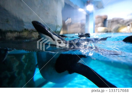 泳ぐペンギン 泳ぐペンギン 133717088