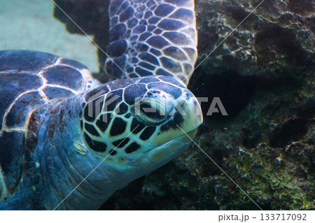 泳ぐウミガメ 泳ぐウミガメ 133717092