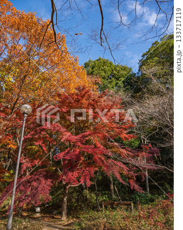 木々が色づいた秋の公園風景(千葉県松戸市・21世紀の森と広場) 木々が色づいた秋の公園風景(千葉県松戸市・21世紀の森と広場) 133717119