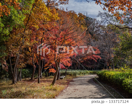 木々が色づいた秋の公園風景（千葉県松戸市・21世紀の森と広場） 133717124