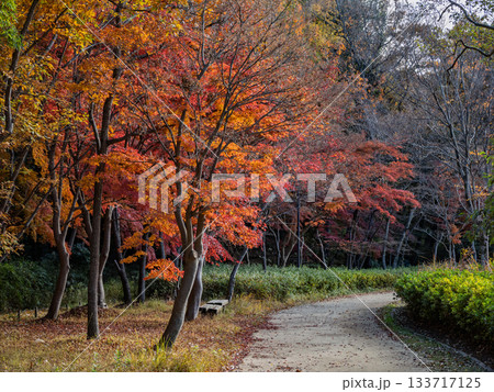 木々が色づいた秋の公園風景（千葉県松戸市・21世紀の森と広場） 133717125