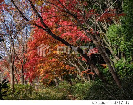 木々が色づいた秋の公園風景(千葉県松戸市・21世紀の森と広場) 木々が色づいた秋の公園風景(千葉県松戸市・21世紀の森と広場) 133717137