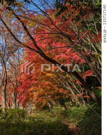 木々が色づいた秋の公園風景(千葉県松戸市・21世紀の森と広場) 木々が色づいた秋の公園風景(千葉県松戸市・21世紀の森と広場) 133717140