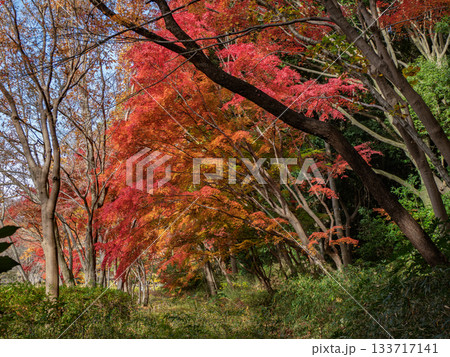 木々が色づいた秋の公園風景(千葉県松戸市・21世紀の森と広場) 木々が色づいた秋の公園風景(千葉県松戸市・21世紀の森と広場) 133717141