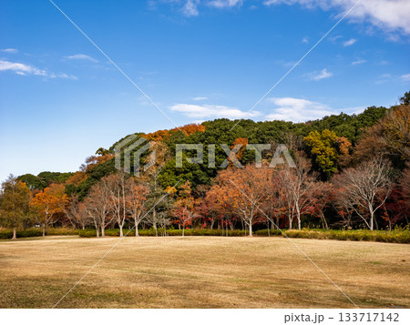木々が色づいた秋の公園風景（千葉県松戸市・21世紀の森と広場） 133717142