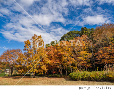 木々が色づいた秋の公園風景（千葉県松戸市・21世紀の森と広場） 133717145