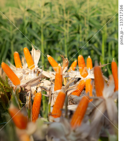 Yellow Corn are Staple Ingredient for Livestock Feed 133717166