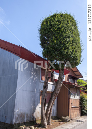 くの字に成長したカイズカイブキとトタン壁の民家・昭和の匂いが残る街富士吉田 133717216