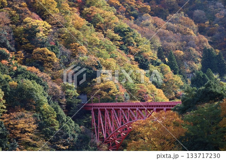 紅葉に染まる宇奈月温泉の山に架かる赤い橋 133717230
