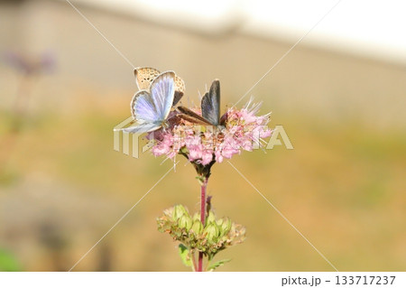 秋の庭に咲く紫色のダンギクの花の蜜を吸う3匹のヤマトシジミ蝶 133717237