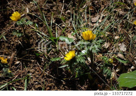 福寿草の花 福寿草の花 133717272