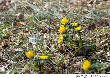 福寿草の花 133717274