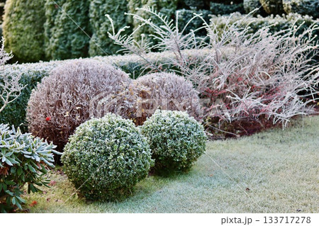 Hoarfrost covering a formal garden with topiary bushes and winter plants on a cold morning 133717278
