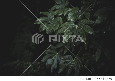 秋の日本庭園の風景　東京　六義園 133717279