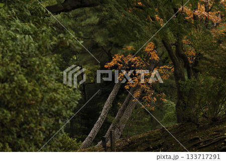 秋の日本庭園の風景　東京　六義園 133717291