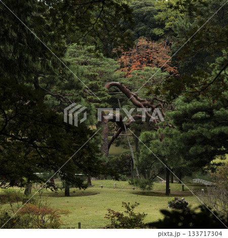 秋の日本庭園の風景 東京 六義園 秋の日本庭園の風景 東京 六義園 133717304