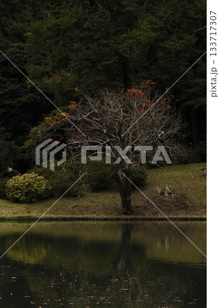 秋の日本庭園の風景 東京 六義園 秋の日本庭園の風景 東京 六義園 133717307