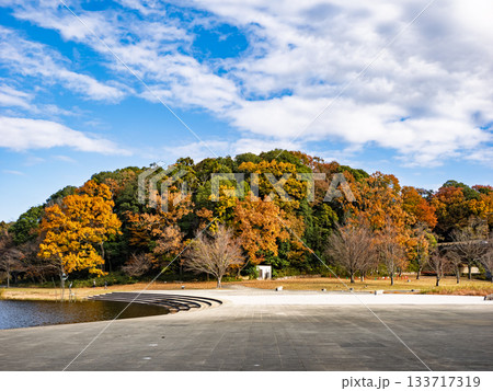 木々が色づいた秋の公園風景(千葉県松戸市・21世紀の森と広場) 木々が色づいた秋の公園風景(千葉県松戸市・21世紀の森と広場) 133717319