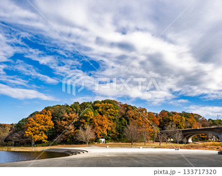 木々が色づいた秋の公園風景(千葉県松戸市・21世紀の森と広場) 木々が色づいた秋の公園風景(千葉県松戸市・21世紀の森と広場) 133717320