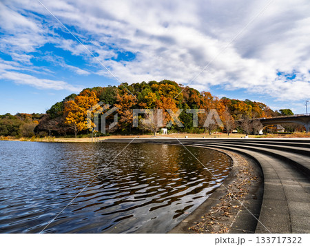 木々が色づいた秋の公園風景(千葉県松戸市・21世紀の森と広場) 木々が色づいた秋の公園風景(千葉県松戸市・21世紀の森と広場) 133717322