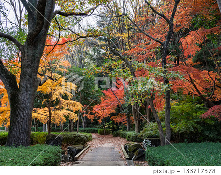 木々が色づいた秋の公園風景(千葉県松戸市・21世紀の森と広場) 木々が色づいた秋の公園風景(千葉県松戸市・21世紀の森と広場) 133717378
