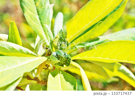 緑色のミツマタの蕾（秋、十一月） 133717437