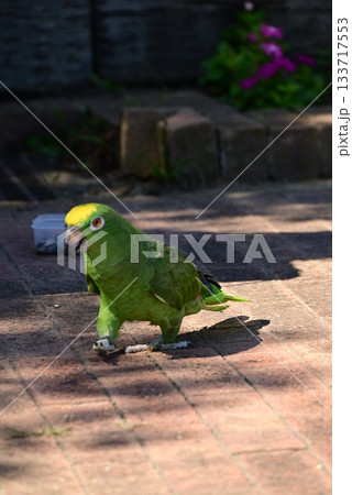 可愛い緑色のインコ 133717553