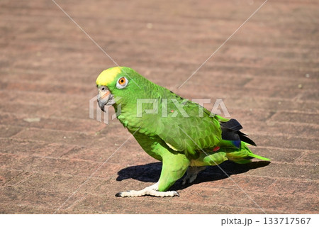 可愛い緑色のインコ 可愛い緑色のインコ 133717567
