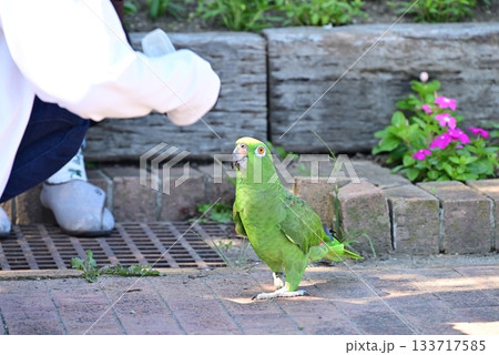 可愛い緑色のインコ 可愛い緑色のインコ 133717585