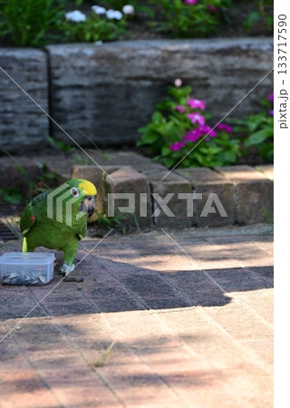 可愛い緑色のインコ 133717590