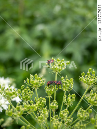 アカスジカメムシ 133717633