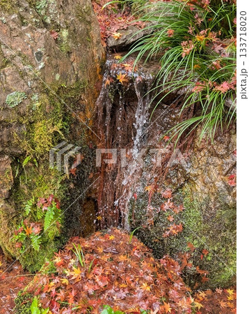 苔むした岩間を流れる清水と鮮やかな散り紅葉 133718020