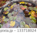 秋の水鉢に浮かぶ散り紅葉と色づいた睡蓮の葉 133718024