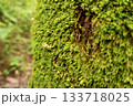 苔むした幹に生える小さなキノコのクローズアップ 133718025