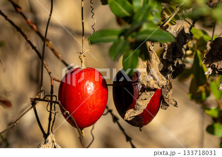 赤く熟したカラスウリの果実 133718031