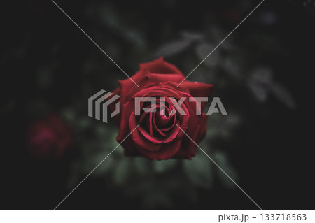 優しい光の日の秋バラ　旧古河庭園　 133718563